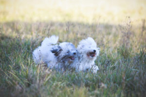 Two small white dogs in a field of grass